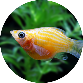 Tetra tropical fish store